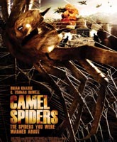 Camel Spiders /  